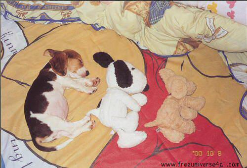image drole nature animaux chien chiot peluche ressemblance
